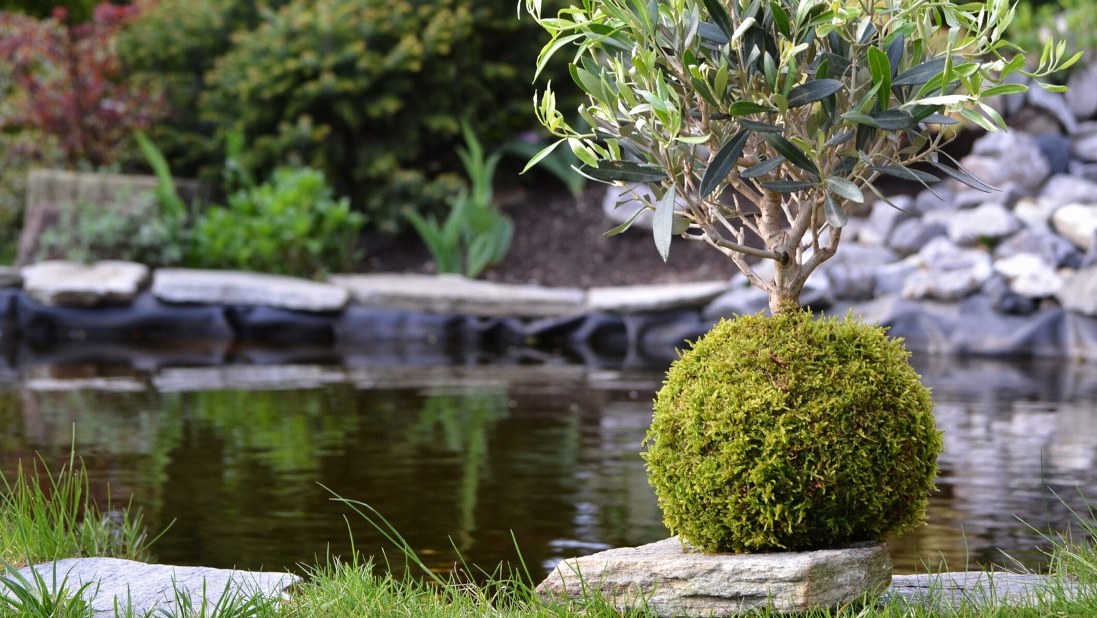 Koke Damas, Plantas Kokedama, koke plantas