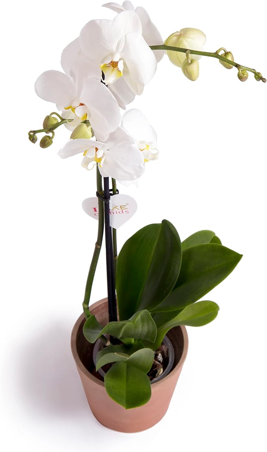 Orquídea Blanca
