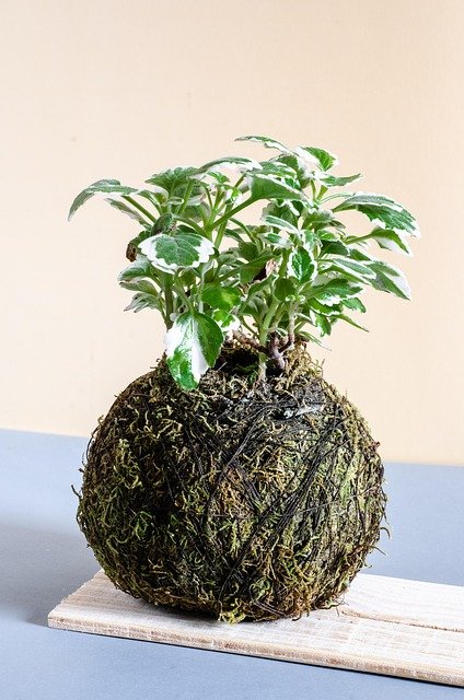 kokedamas decorativas, kokedama de mesa, kokedama interior, koke dama