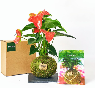 Kit para aprender a como realizar kokedamas