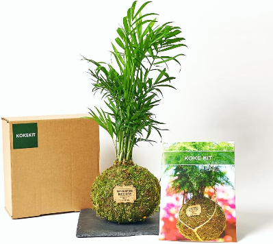 Kit para aprender a como crear kokedamas, como se hacen los kokedamas